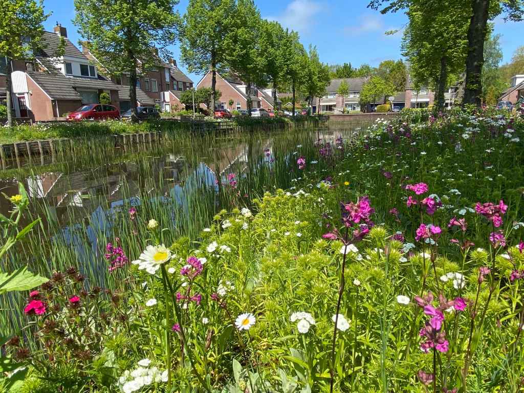 flower your place dokkum gracht canal riverside living area wildbloemenmat wildbloemen matten