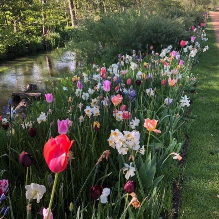 Flower-Your-Place-Bernstein- Camassia- Tulipa