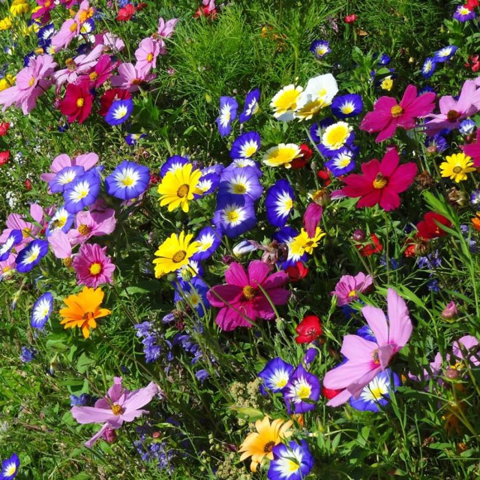 Flower-Your-Place-Eunomia- Cornflowers- Anemone