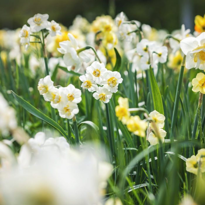 Flower-Your-Place-Gemina- Narcissus